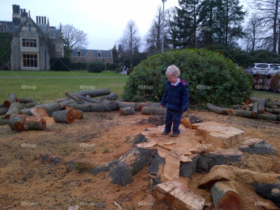 Toddler upset when Old beech tree felled