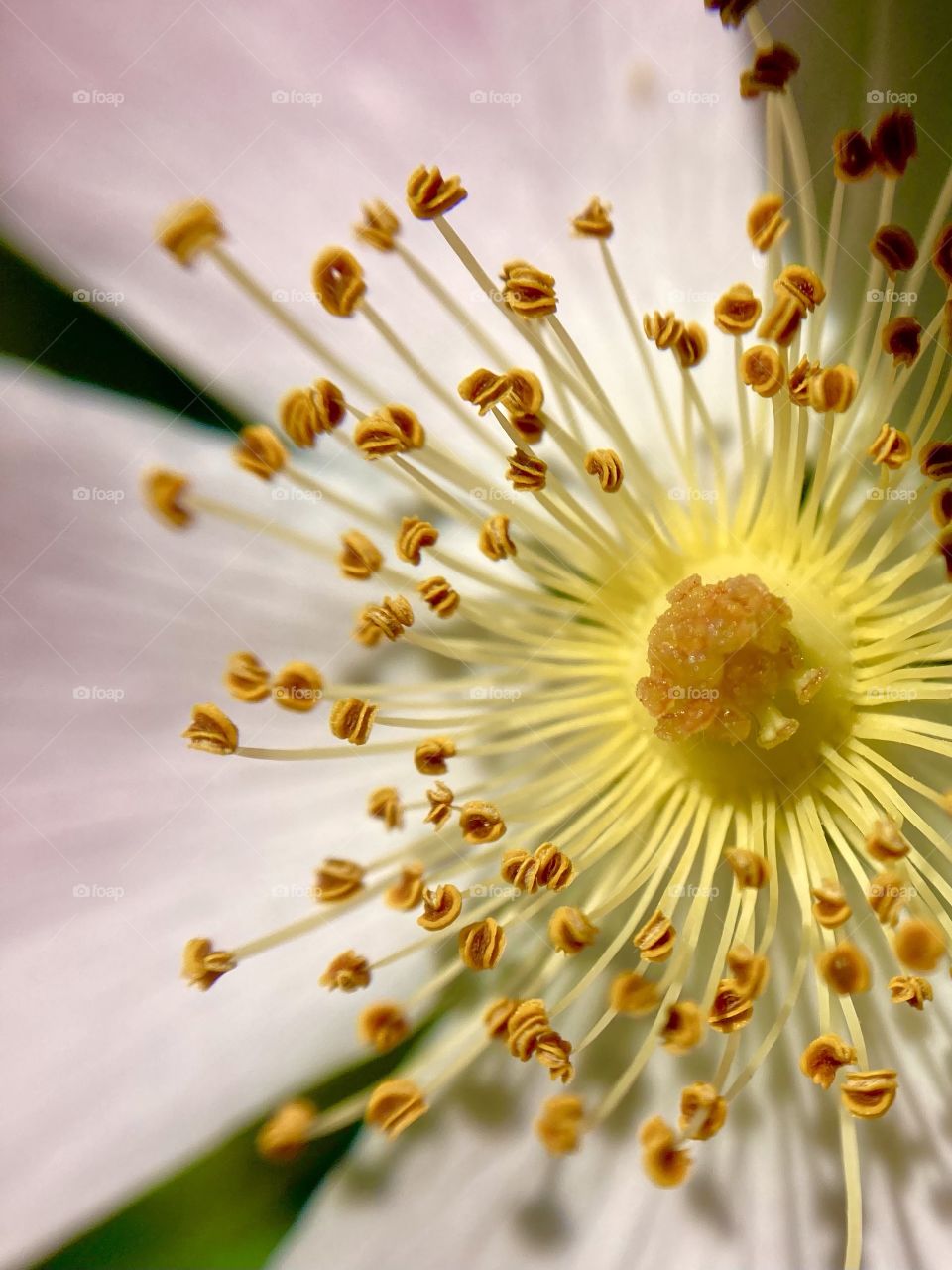 
spring field white flower in macro