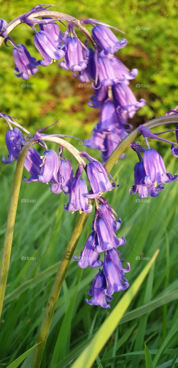 Bluebells