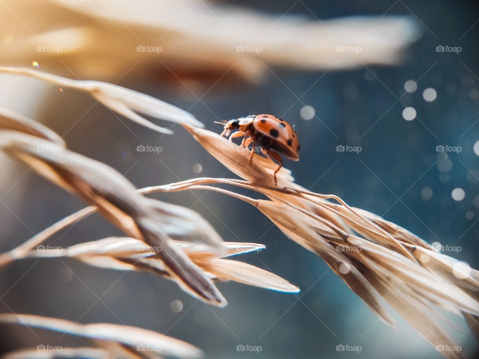 ladybug on dried flower