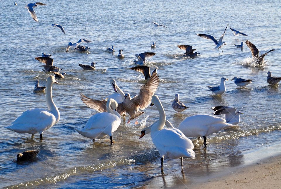 Seabirds on sandy beach