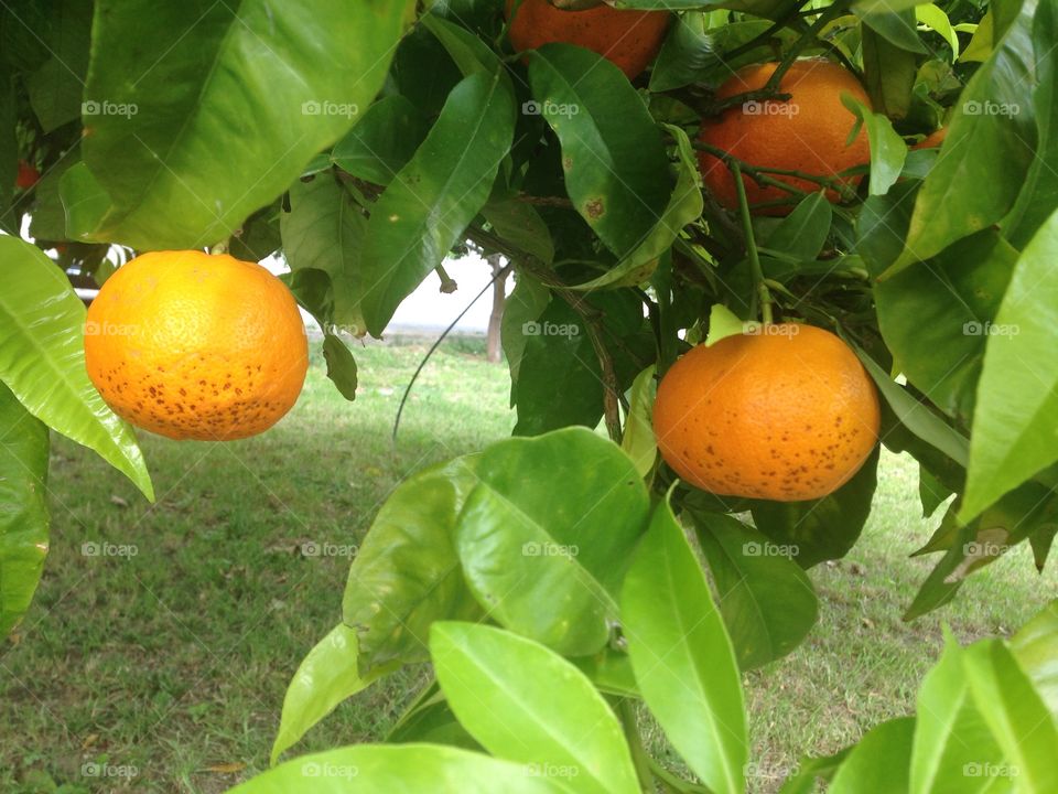 Giardino arance 