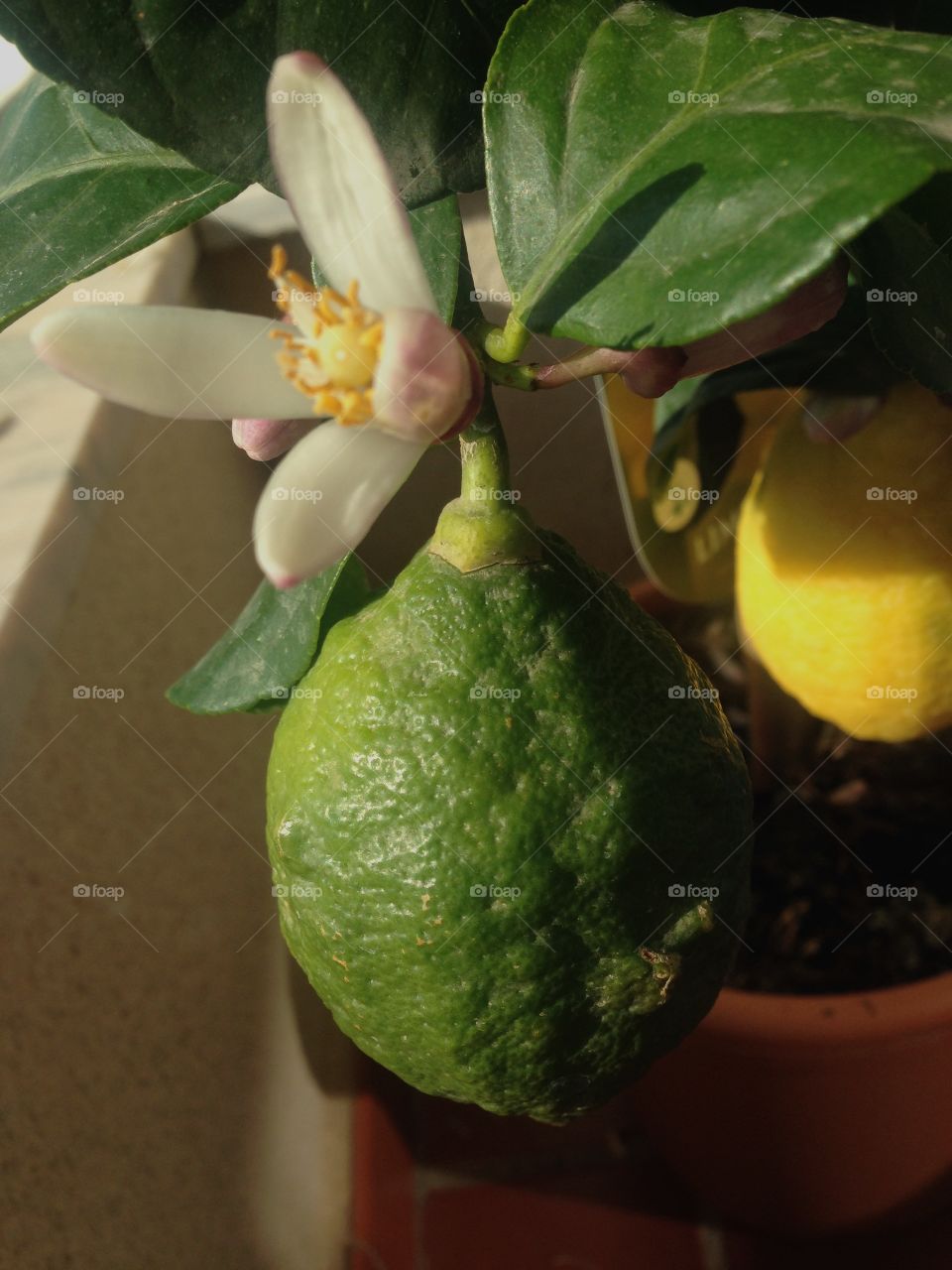 New lemon growth