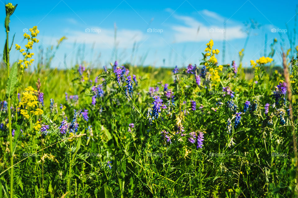 The best miracle of the Earth - flowers!
 
Flowers are the decoration of the earth. Flowers are the decoration of summer. Without flowers, earthly life would lose its charm altogether. Flowers are the smiles of the sun