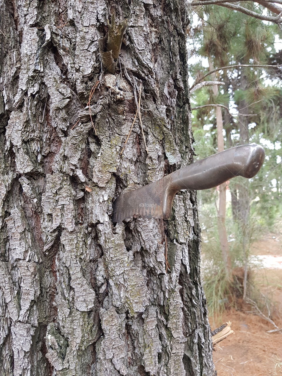 knife in tree
