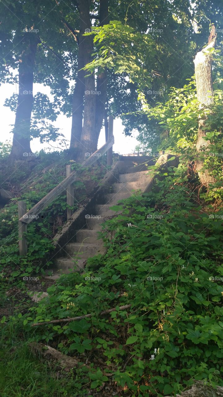 forest stairs