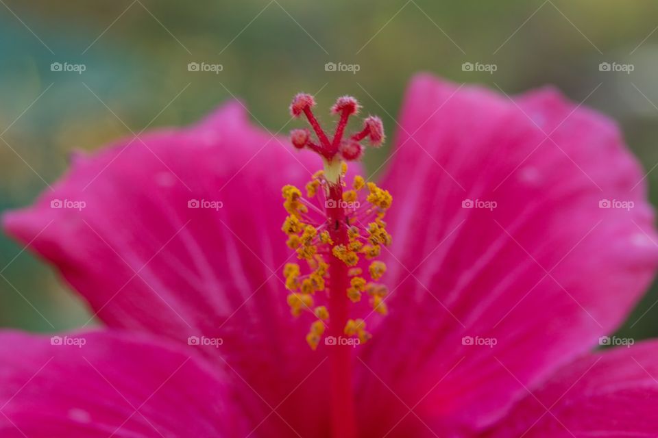 Macro Hibiscus Pollen