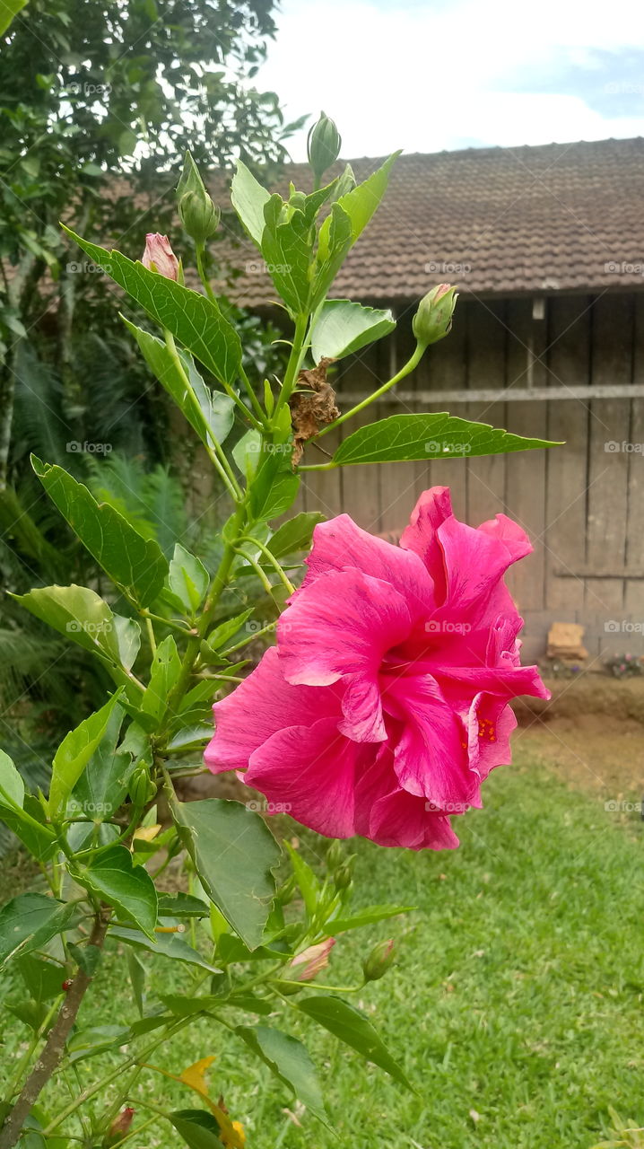 ENVIRONMENT NATURE FLOWER HIBISCUS