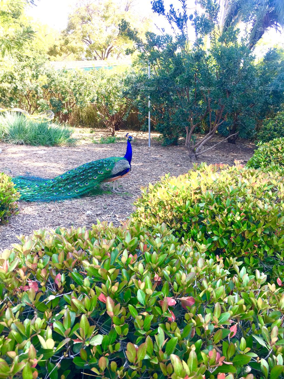 Beautiful Los Angeles Botanical Gardens and Arboretum. I’ve posted several pictures of the beautiful peacocks that are roaming the grounds everywhere! Even their butts are beautiful!🦚😄