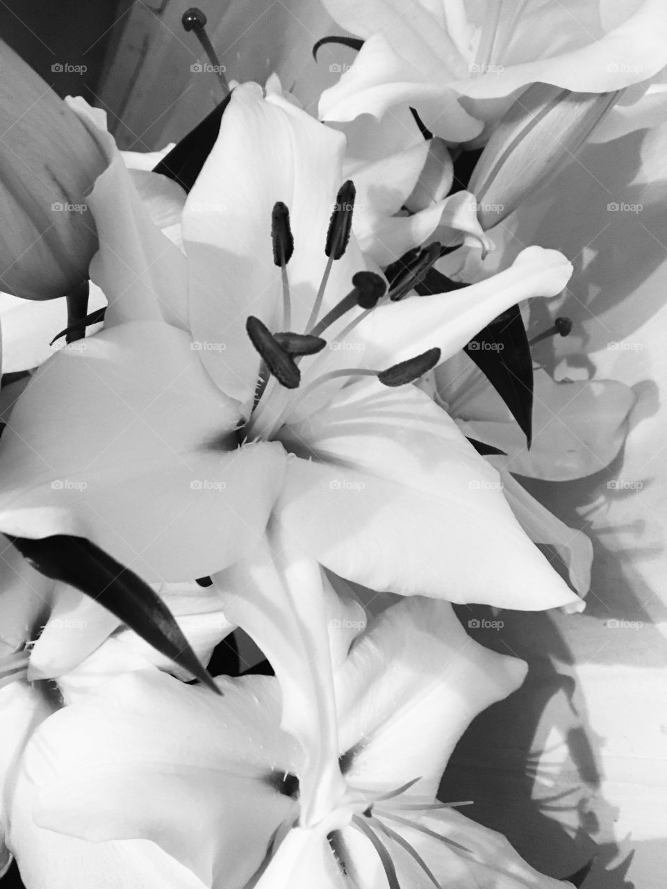 Black and white lilies