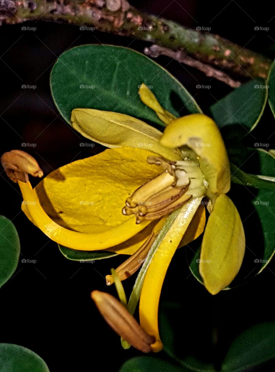 No Person, Leaf, Nature, Flora, Flower