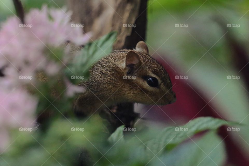 Shot of a baby chipmunk through some leaves