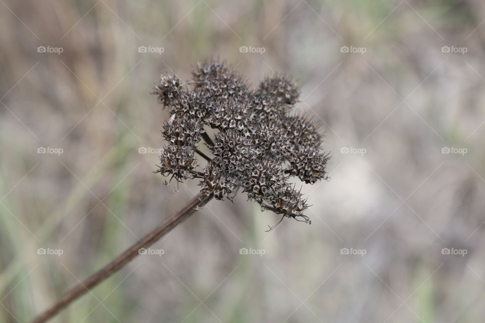 Dried Weed