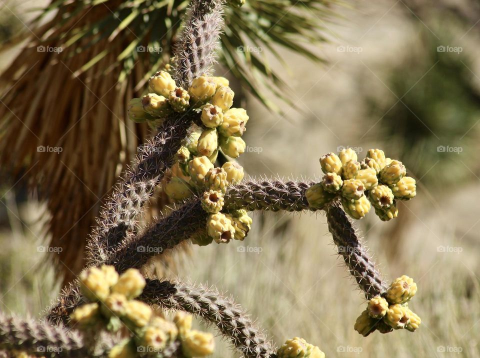 Cholla Cactus Blooming , Chihuahuan Desert 