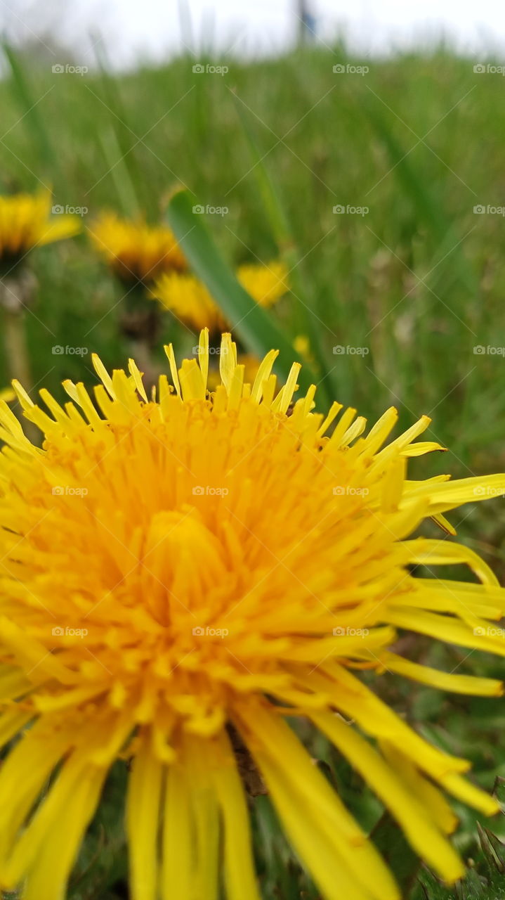 dandelion