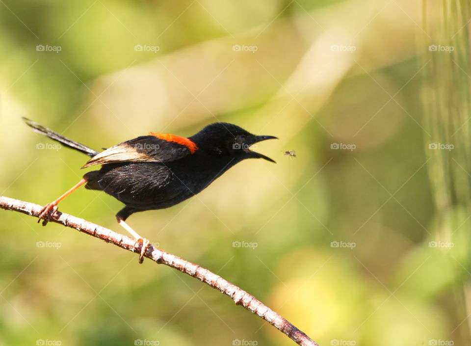 Red Backed Fairy wren catching insects