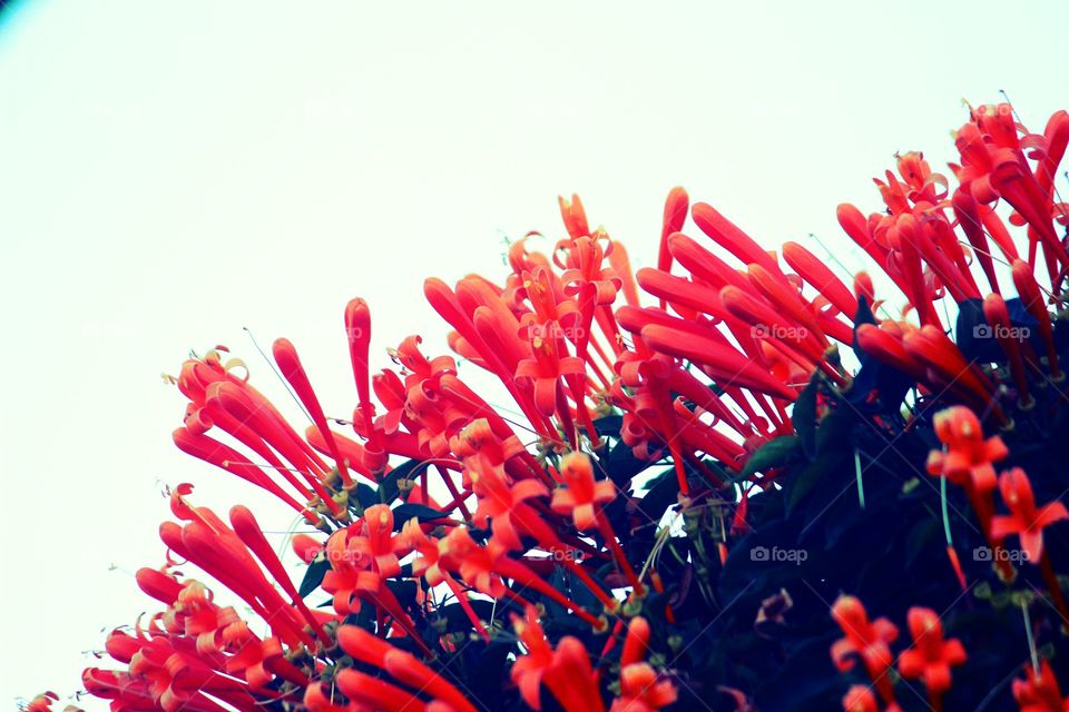 where flowers bloom so does hope