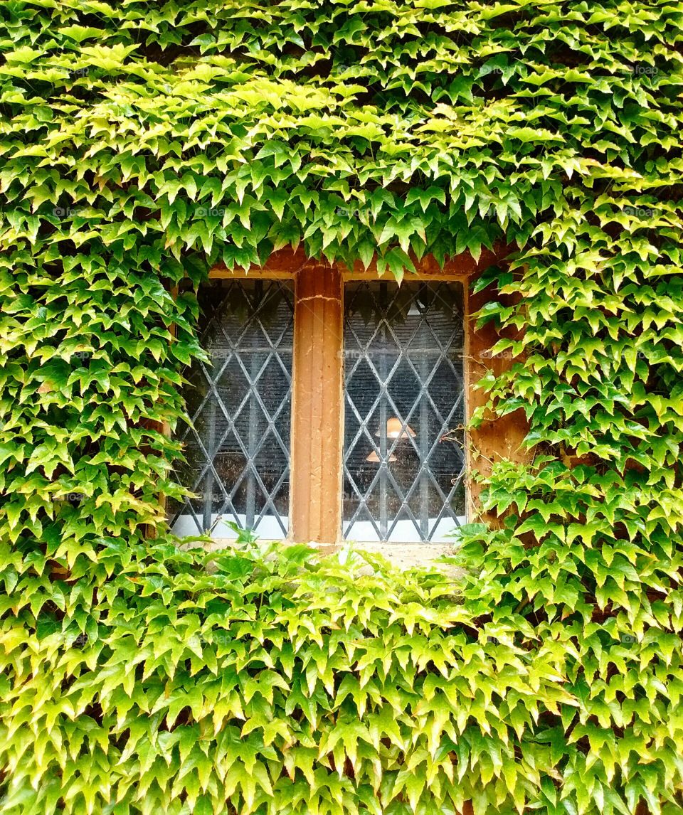 window in a wall of leaves