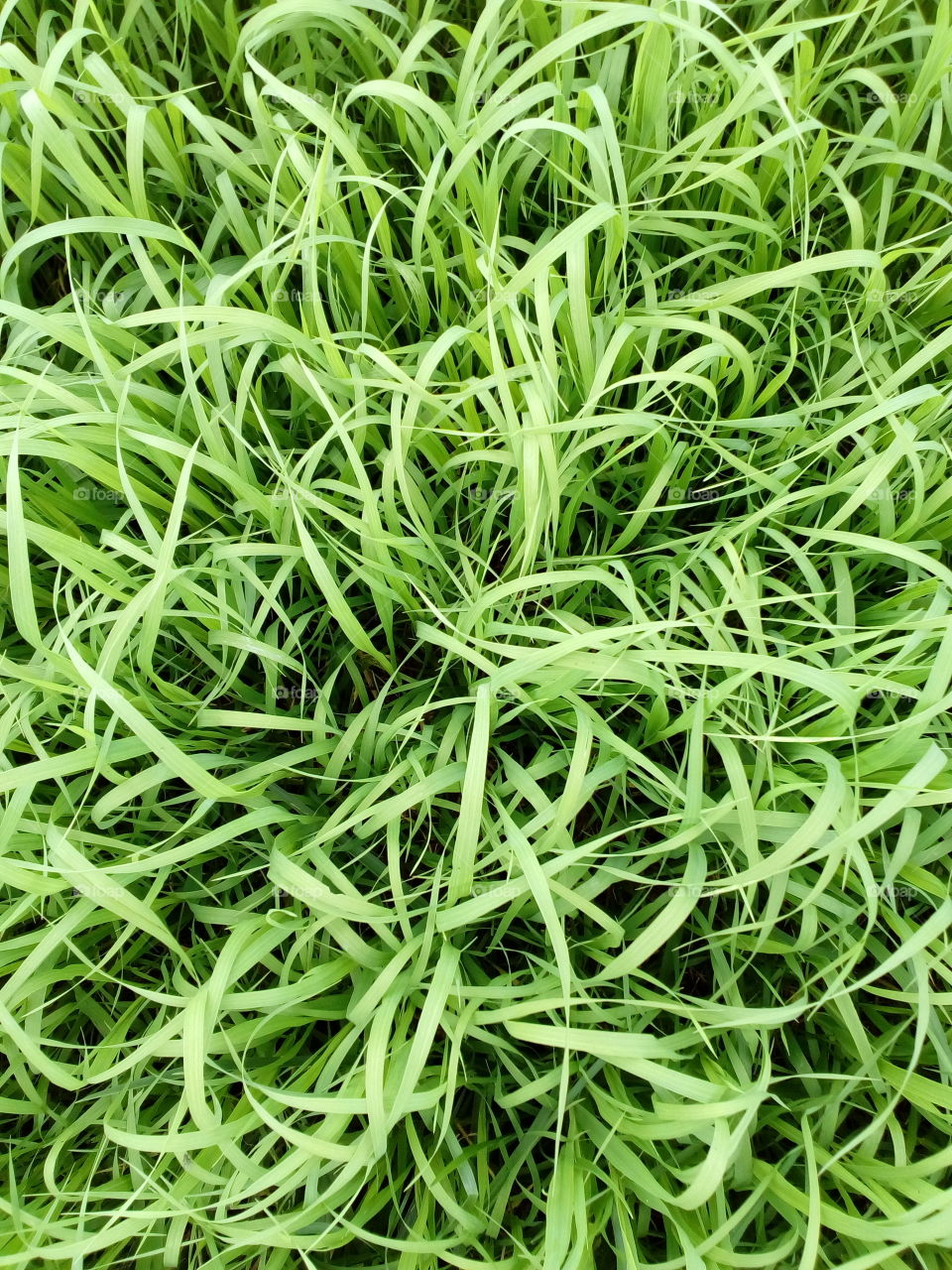 texture and background from green grass