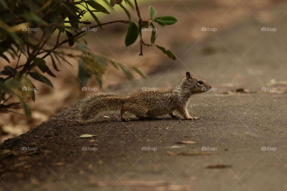 Close-up of squirrel