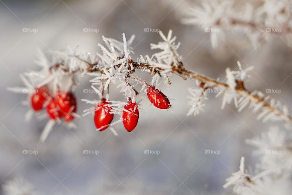 Barberry branch with red berries in frost