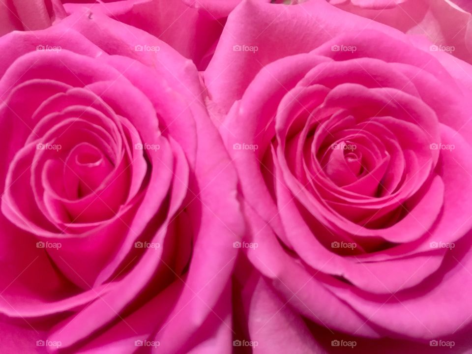 One of my resolutions is to bring home fresh flowers for my wife every Friday. Here are a pair of pink roses from a recent offering.