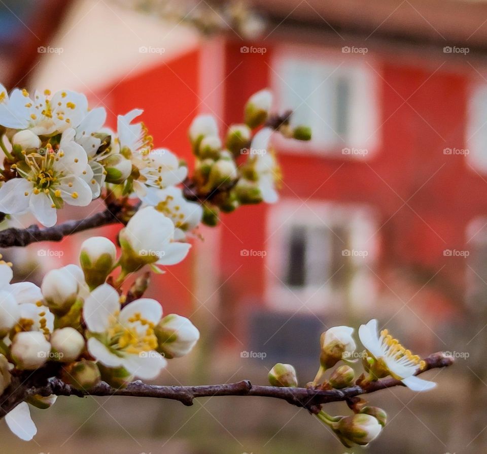 Blooming on the street with the red house