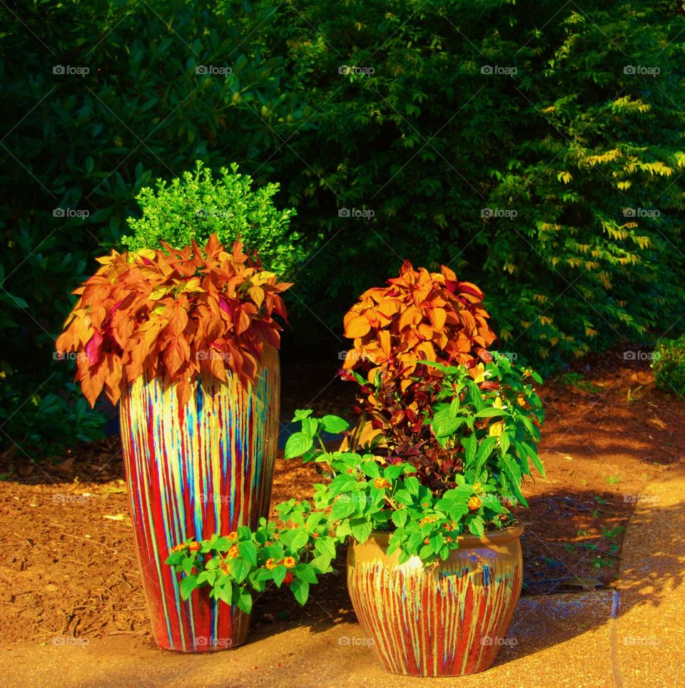 Bright flowers and flowers pot