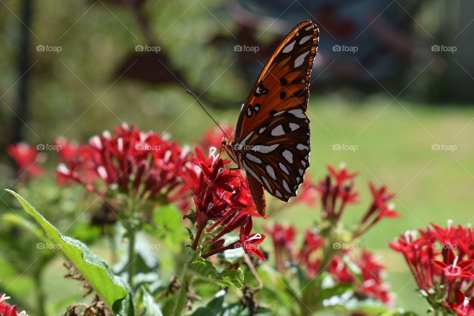 Gulf fritillary butterfly feeding on red flowers