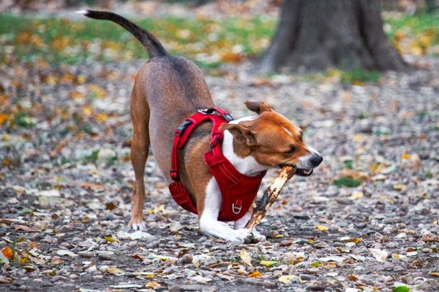 The dog eating a stick