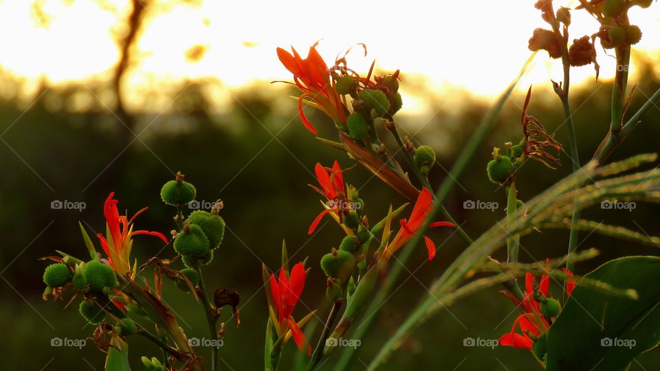 Sunset Flowers