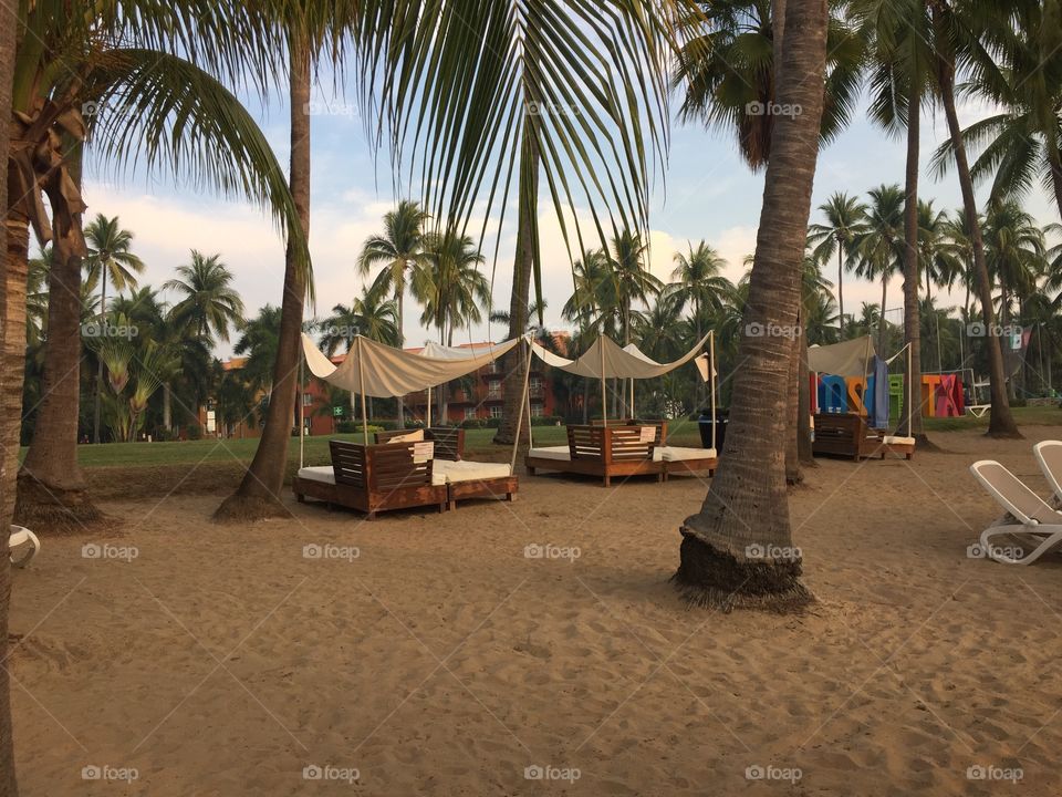 Paradise palm tree traveling Mexico 