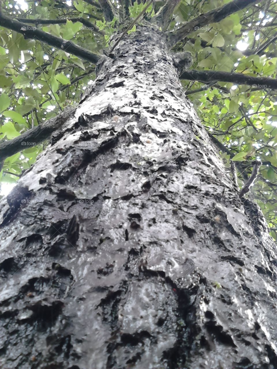 kulit pohon yang punya cerita