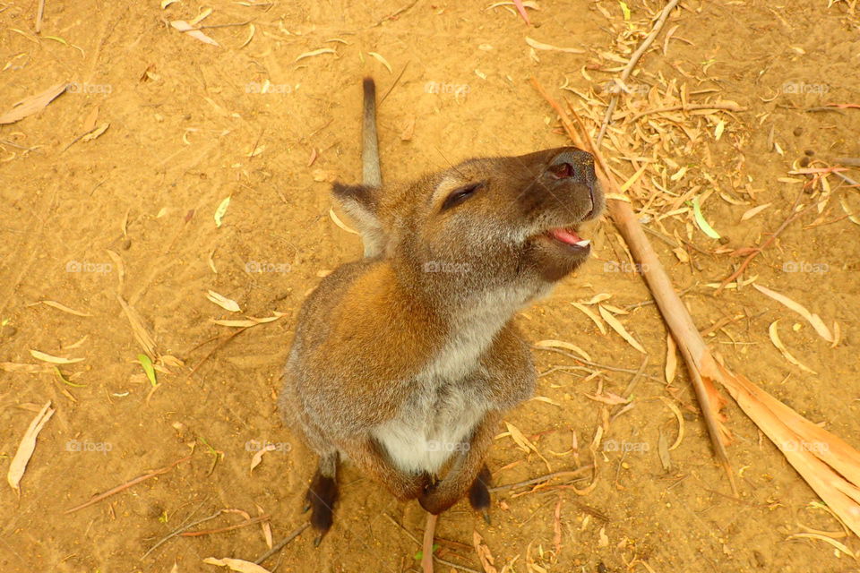 Kangaroo