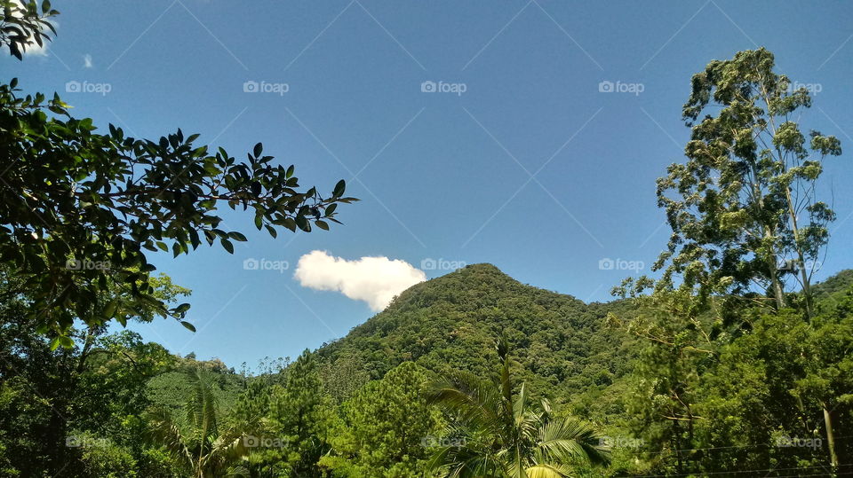 NATURE, TREES,LANDSCAPE