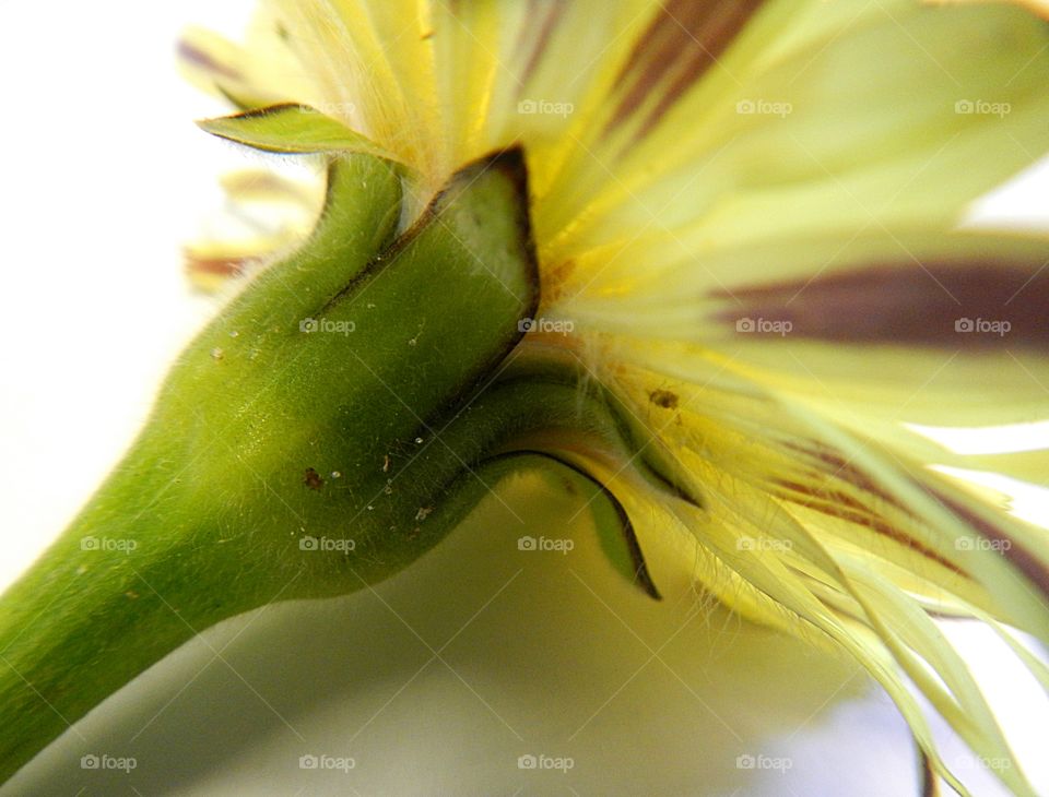 close up of Flower stem