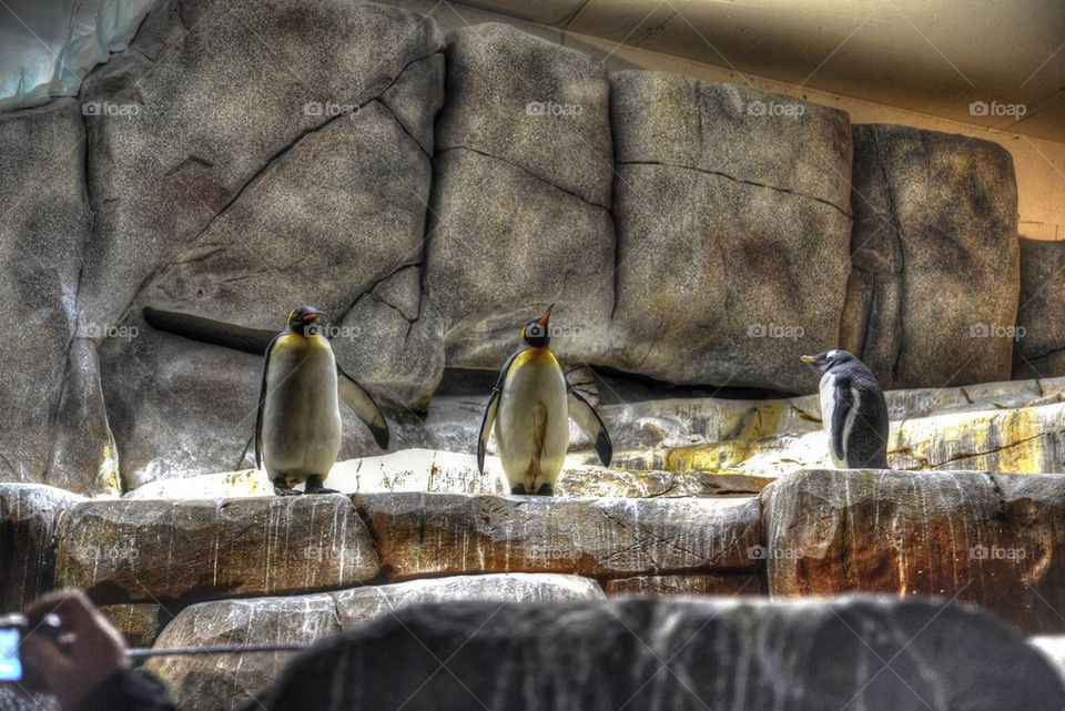 Penguin, Zoo, Hamburg 