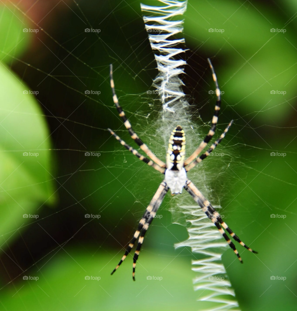 insect web spiderweb spider by lightanddrawing