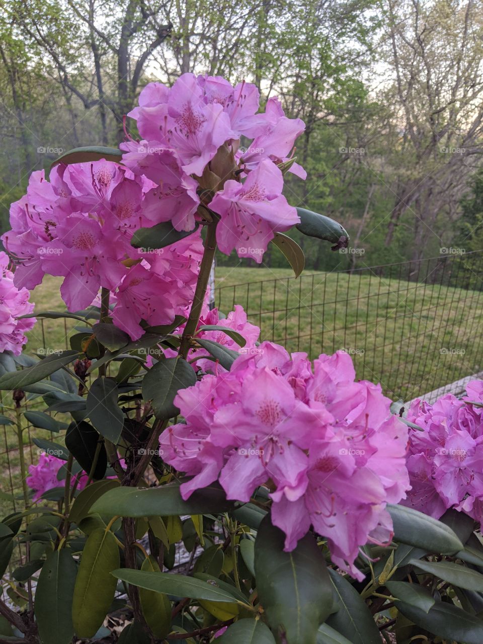 Pink Rhododendron