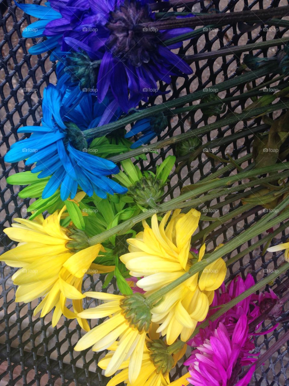 Rainbow flowers 