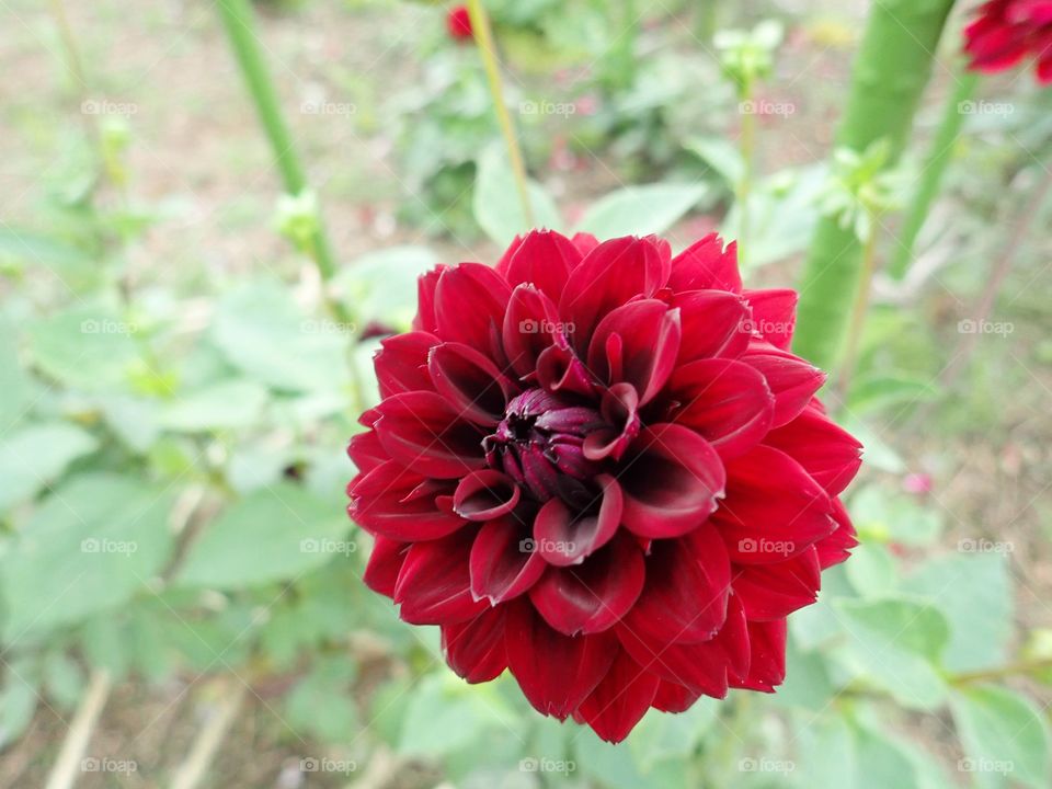 Red Chrysanthemum