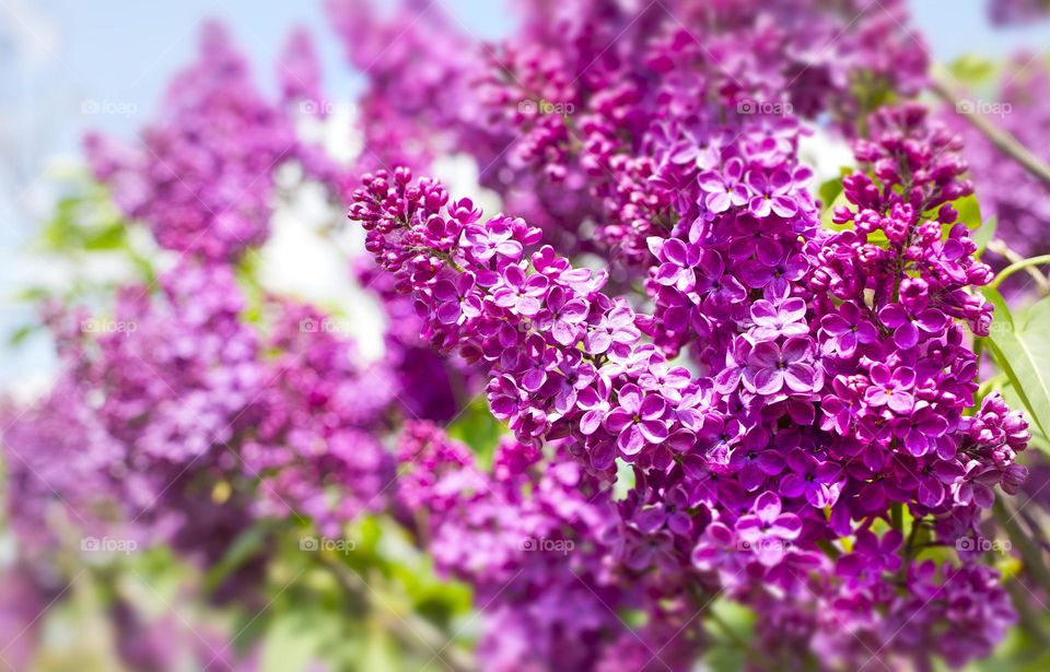 Violet vibrant lilac bush with blooming buds in sunny spring garden