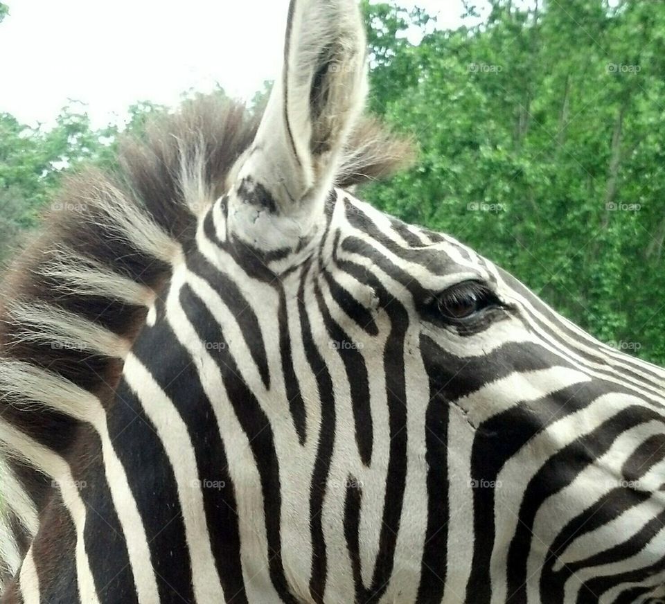 zebra