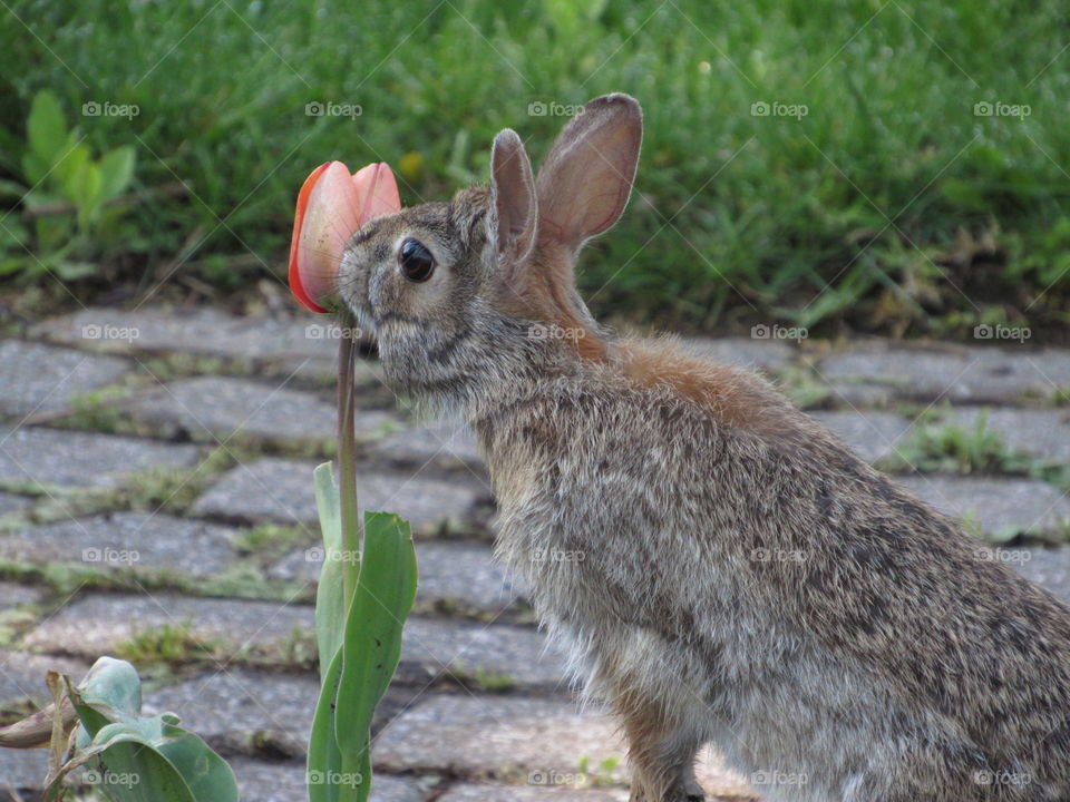 Bunny eating Flower