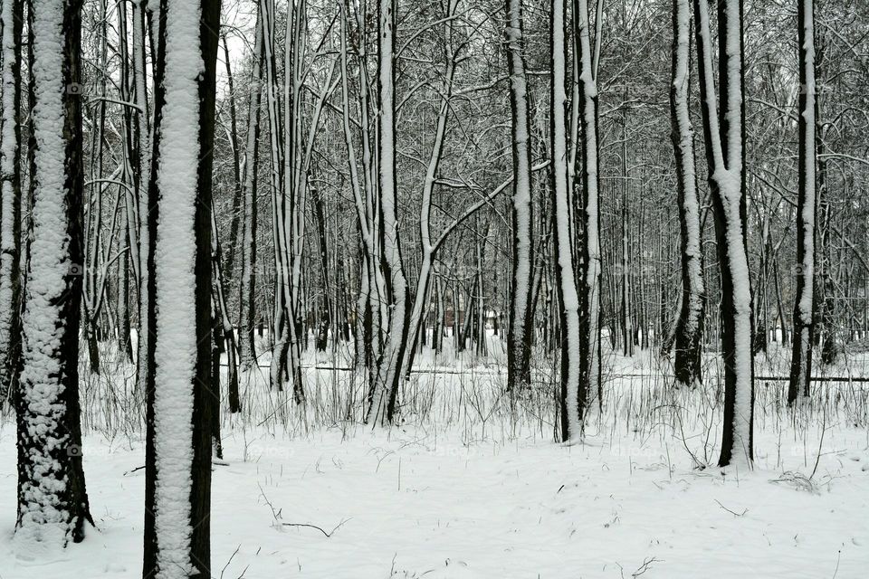 Wood, Snow, Winter, Tree, Frost