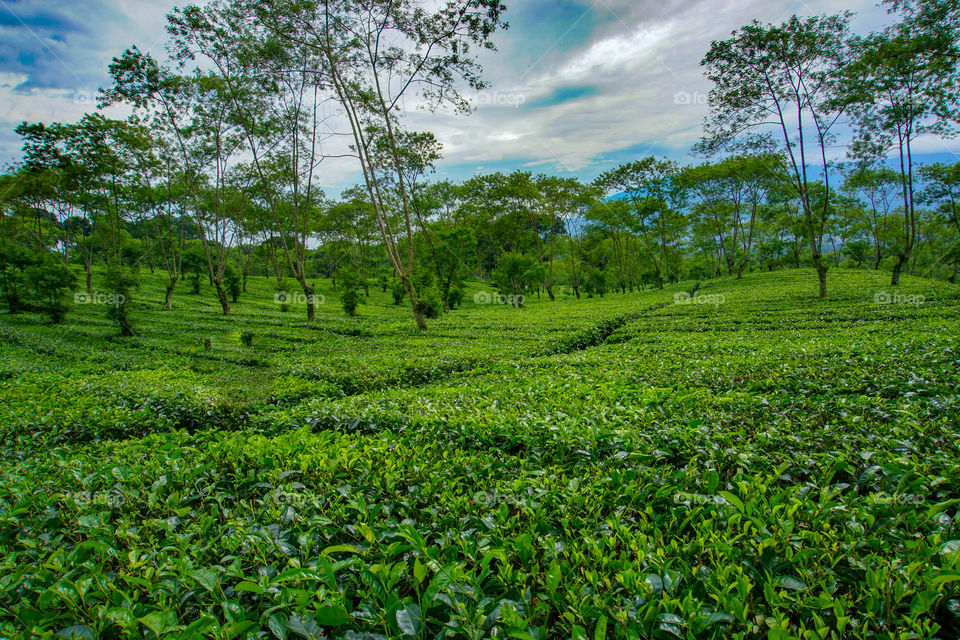 Tea Plantation, Lawang, Indonesia