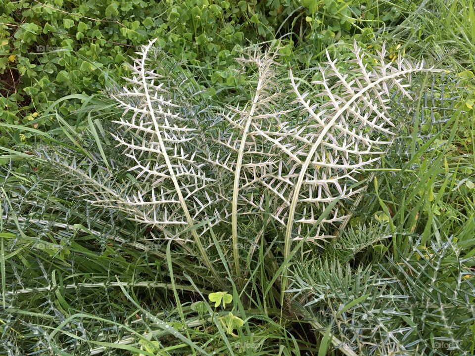 Pattern in grassland