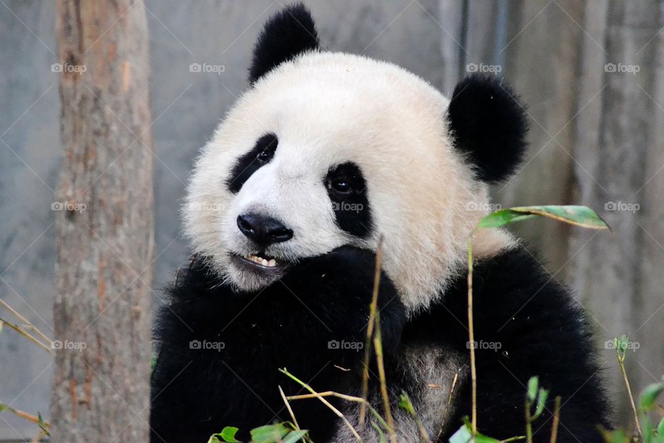 Giant Panda eating bamboo