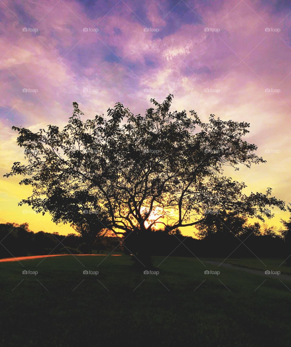 Tree Silhouette in the sunset 