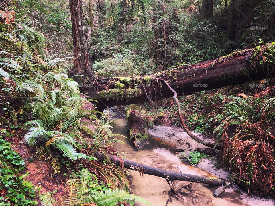 Fern creek in the redwoods 